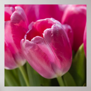 Rosa Tulpe-Porträt Poster