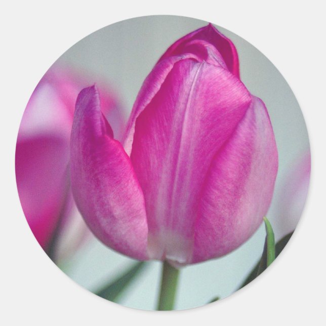 Rosa Tulpe Runder Aufkleber (Vorderseite)