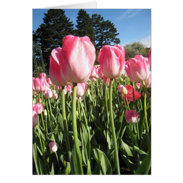 Rosa Tulpen (Vorne)