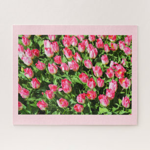 Rosa Tulpen