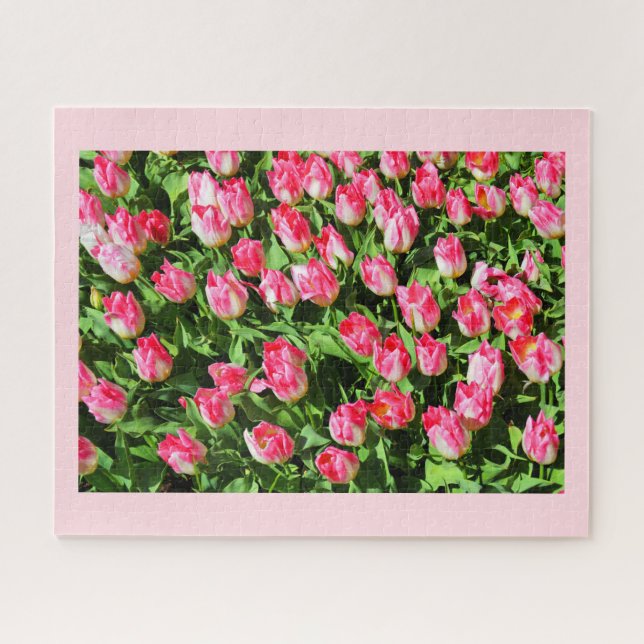 Rosa Tulpen (Horizontal)