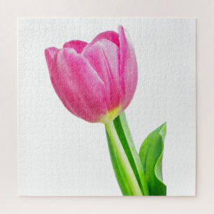 Rosa Tulpen auf weiß