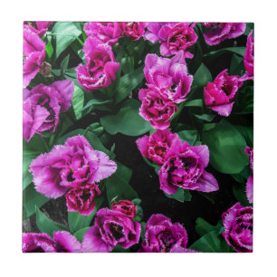 Rosa Tulpen Blume Fliese