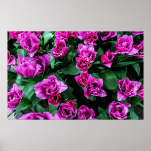 Rosa Tulpen Blume Poster