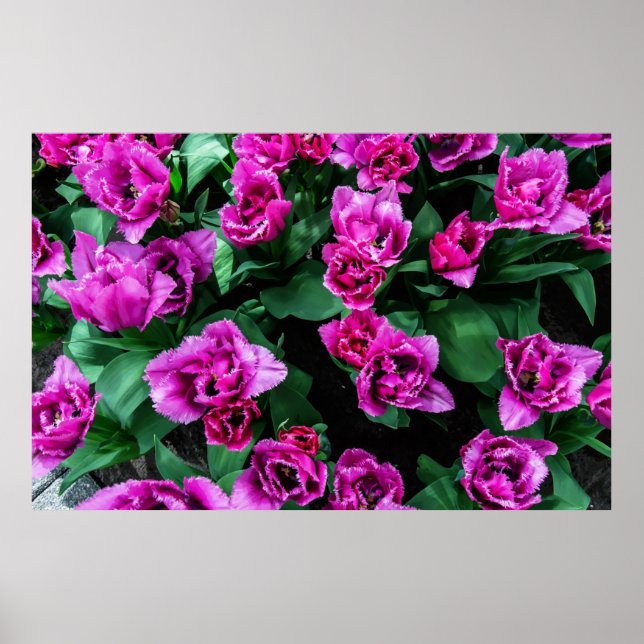 Rosa Tulpen Blume Poster (Vorne)