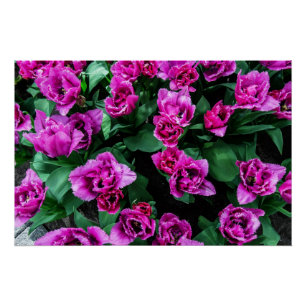 Rosa Tulpen Blume Poster