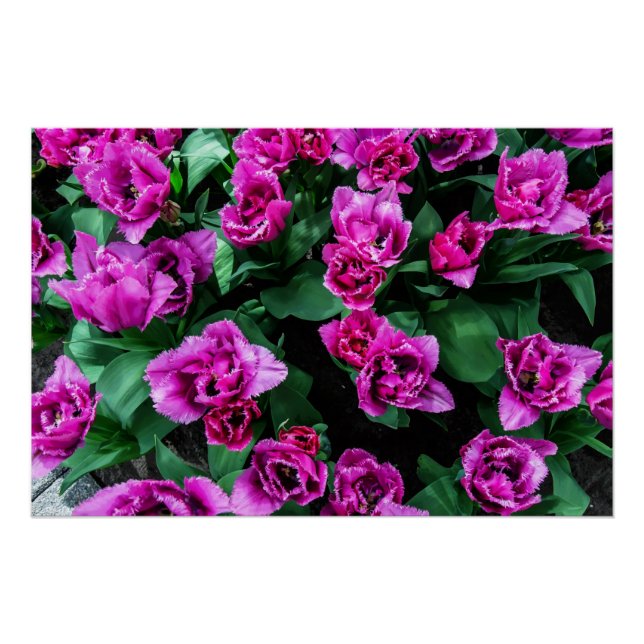 Rosa Tulpen Blume Poster (Vorderseite)