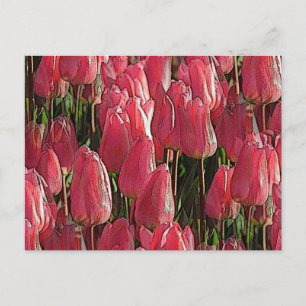 Rosa Tulpen Blumen Postkarte