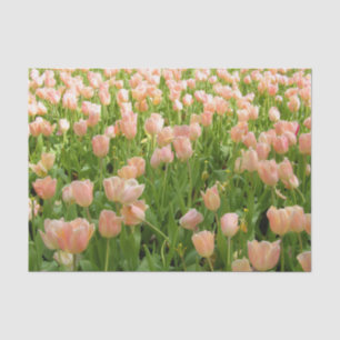 Rosa Tulpen im Frühlings-Seidenpapier Seidenpapier