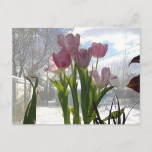 Rosa Tulpen in der Wintersonne Postkarte