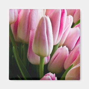 Rosa Tulpen Magnet