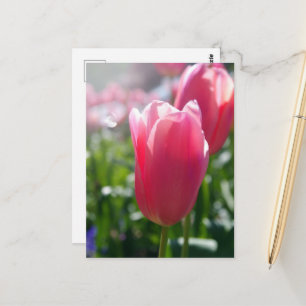 Rosa Tulpen Postkarte