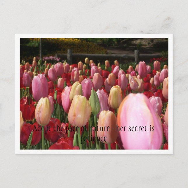Rosa Tulpen Postkarte (Vorderseite)