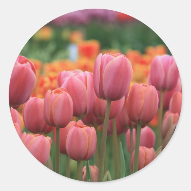 Rosa Tulpen Runder Aufkleber (Vorderseite)
