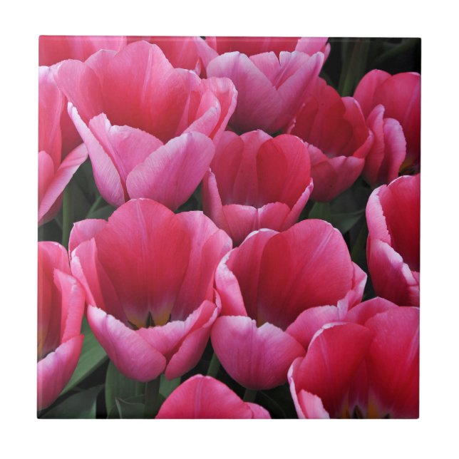 Rosa Tulpen Schönheit Fliese (Vorderseite)