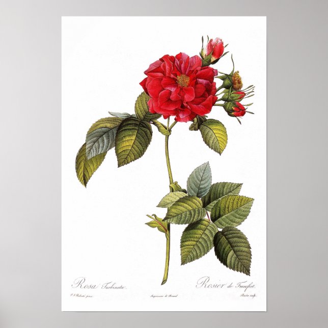 Rosa Turbinata Poster (Vorne)