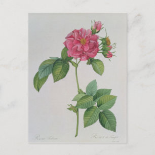 Rosa Turbinata, von ,Les Rose, Band 1, 1817 Postkarte