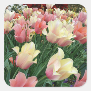 Rosa u. gelbe Tulpen Quadratischer Aufkleber