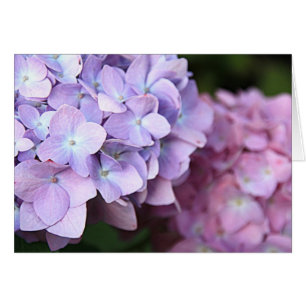 Rosa u. hellpurpurner Hydrangeas-Blüten-freier