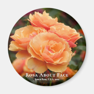 Rosa über das Gesicht Magnet