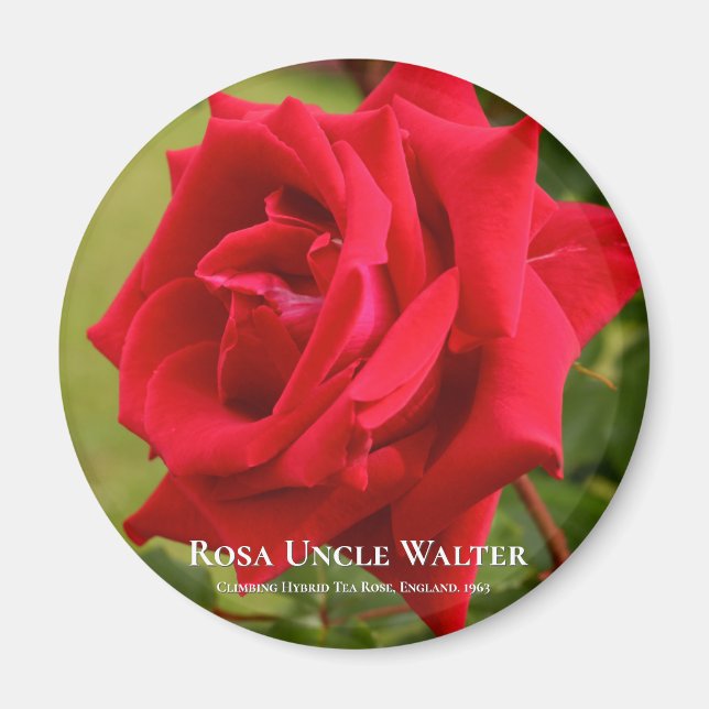 Rosa Uncle Walter Magnet (Vorne)