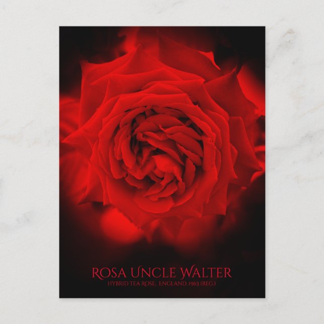 Rosa Uncle Walter:Postcard Postkarte (Vorderseite)