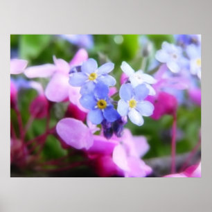 Rosa und blaue Frühlingsblumen Poster