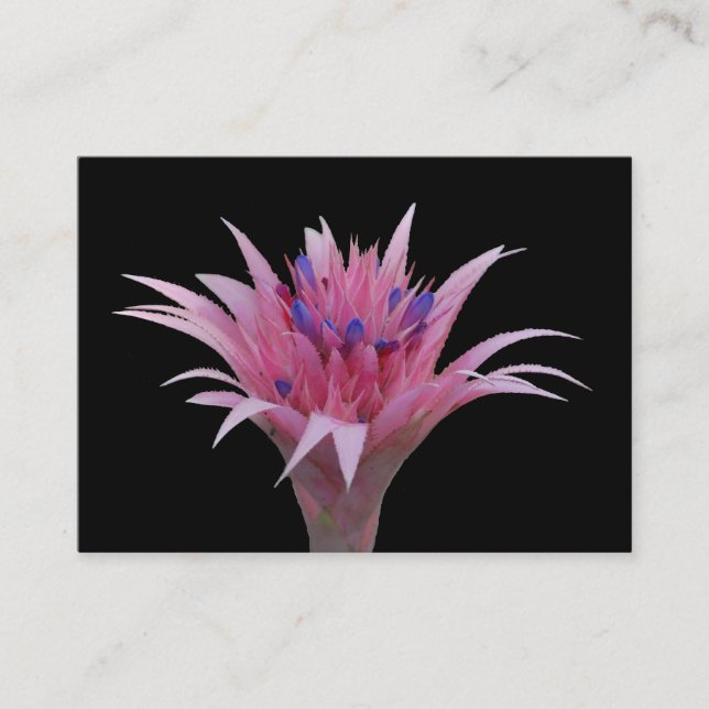 Rosa und blaues Aechmea ACEO Visitenkarte (Vorderseite)