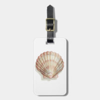 Rosa und Creme Seashell