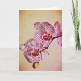 Rosa und cremefarbene Orchideen Karte