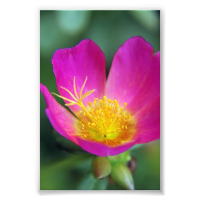 Rosa und gelbe Blume Fotodruck (Vorne)