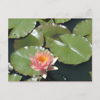 Rosa und gelbe Blume Postkarte