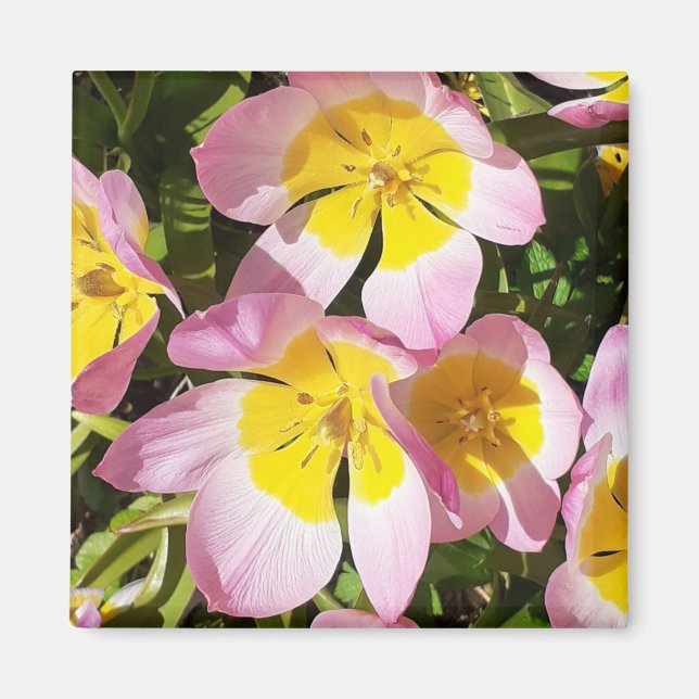 Rosa und gelbe Blumen Magnet (Vorne)