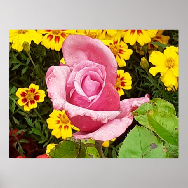 Rosa und gelbe Blumen Poster (Vorne)