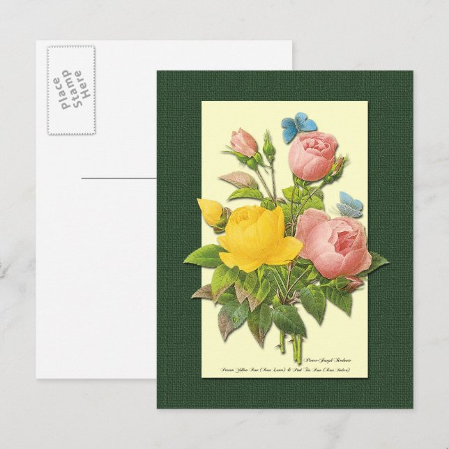 Rosa und gelbe botanische Rose Leere Postkarte (Vorne/Hinten)