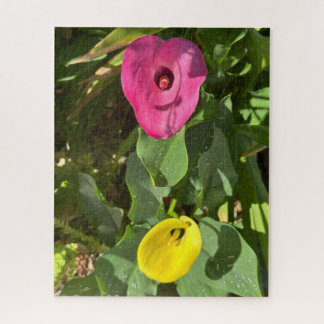 Rosa und gelbe Calla-Lilie, San Mateo