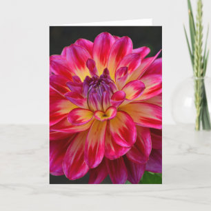 Rosa und gelbe Dahlia Blume Grußkarte Karte