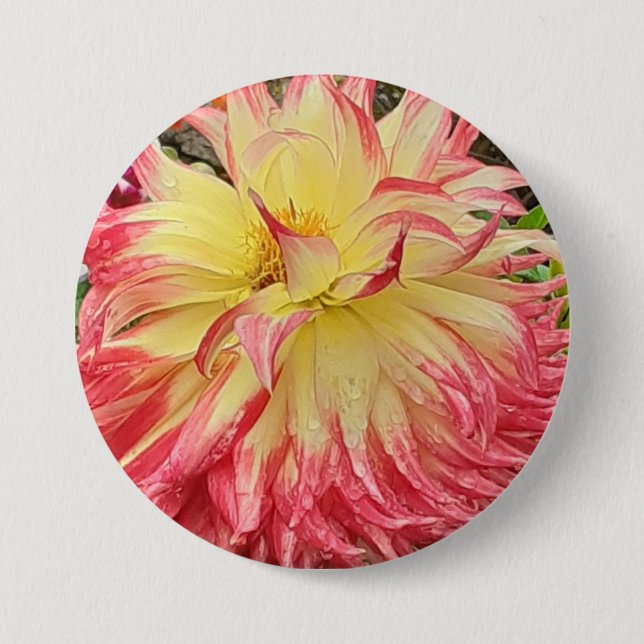 Rosa und Gelbe Dahlia Button (Vorderseite)