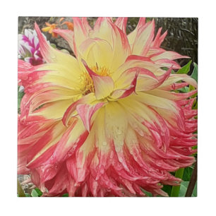 Rosa und gelbe Dahlia Keramik Tile Fliese