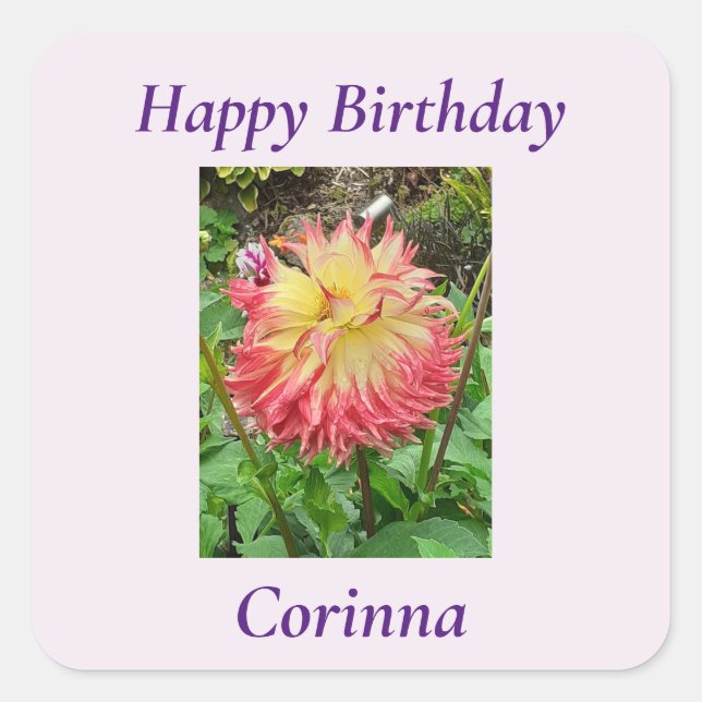 Rosa und Gelbe Dahlia Quadratischer Aufkleber (Vorderseite)