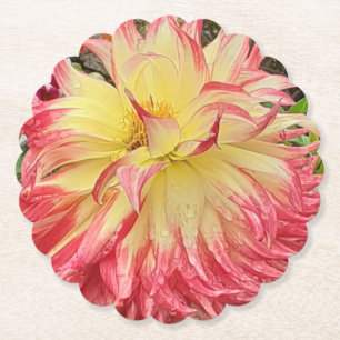 Rosa und Gelbe Dahlia Untersetzer