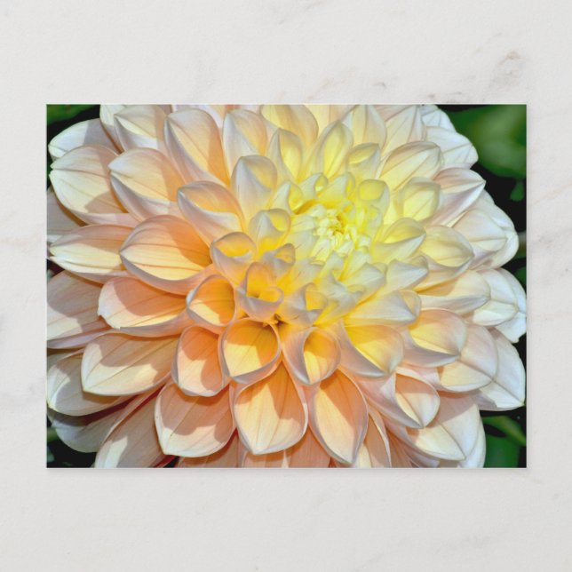 Rosa und gelbe Dahlien - Aufdruck Postkarte (Vorderseite)