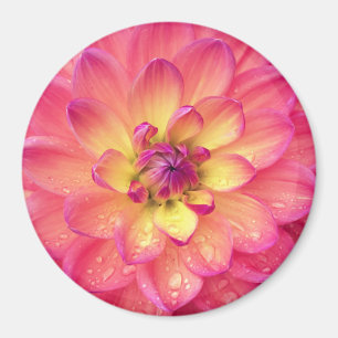 Rosa und gelbe Dahlische Blume Magnet
