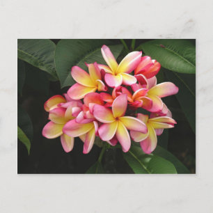 Rosa und gelbe Plumeria Tropische Blume Postkarte
