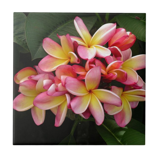 Rosa und gelbe tropische Plumeria-Blume Fliese (Vorderseite)