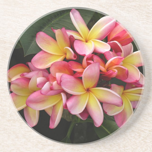 Rosa und gelbe tropische Plumeria-Blume Getränkeuntersetzer (Vorne)