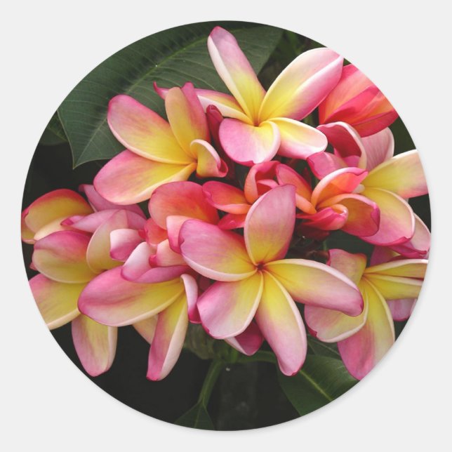 Rosa und gelbe tropische Plumeria-Blume Runder Aufkleber (Vorderseite)
