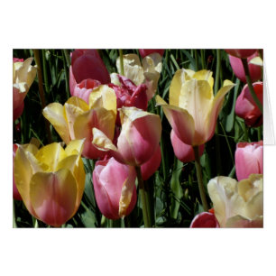 Rosa und gelbe Tulpen