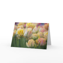 Rosa und gelbe Tulpen
