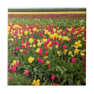 Rosa und gelbe Tulpen, Oregon Fliese